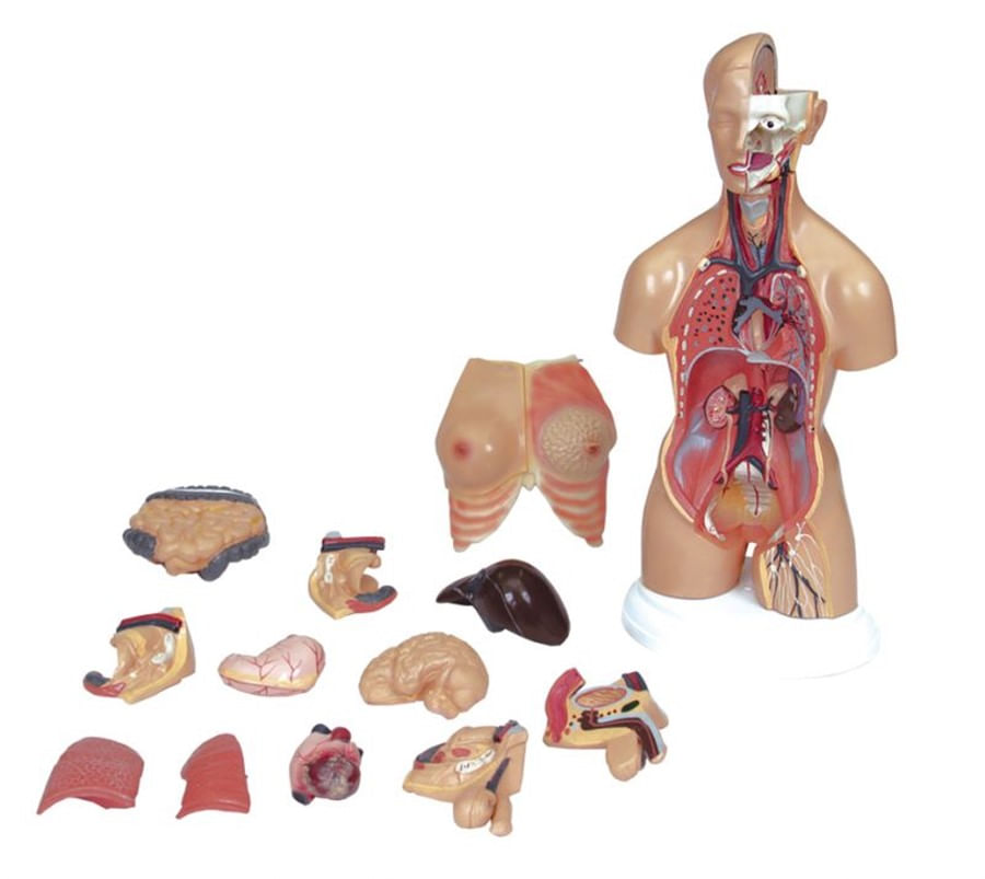 Modelo Anatômico de Torso Humano Bissexuado 50 cm de Altura com 24